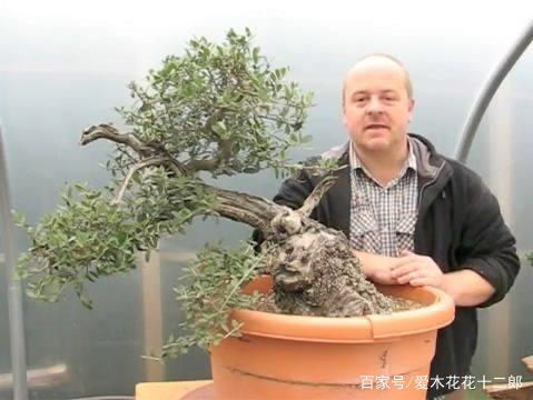 大师做盆景：这棵橄榄树桩实在太丑 大师也搞不出来花样