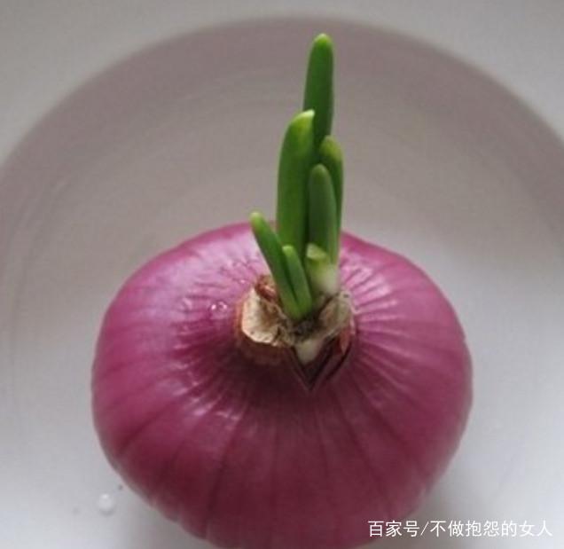 发芽洋葱不要扔 种成盆栽好看还能吃 快来看看吧