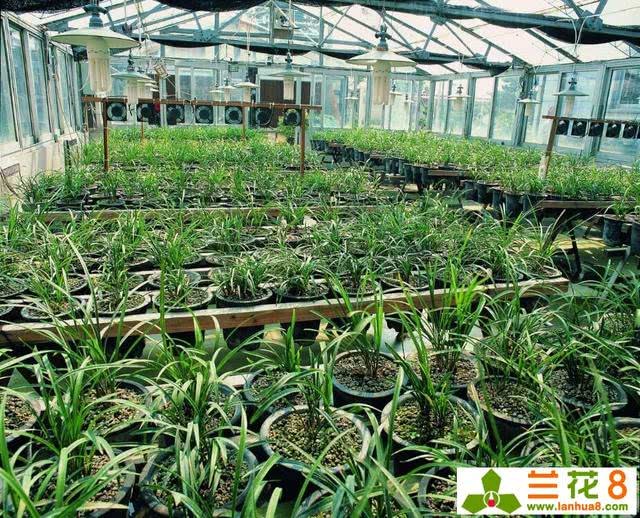 兰花种植的10点注意事项