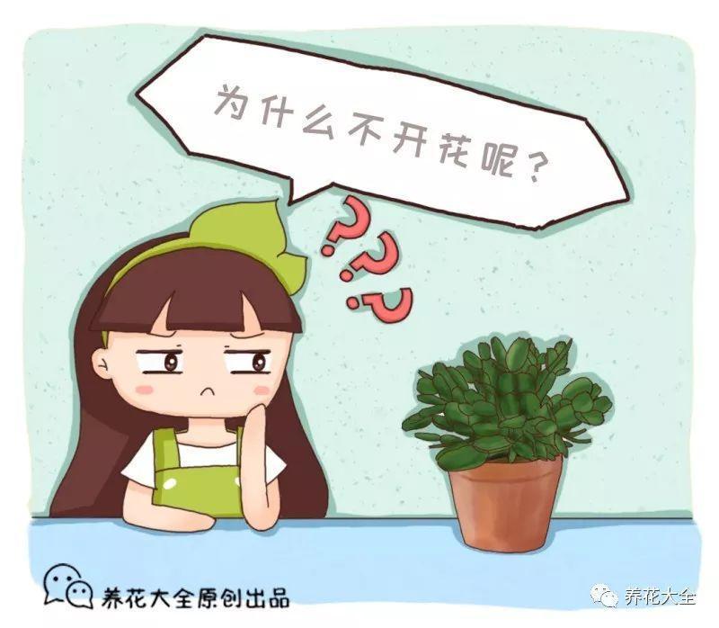 君子兰不开花?那就给它换个盆 花叶一起往外长