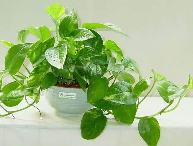 想要花卉生长旺盛 掌握这几点 让花卉枝繁叶茂