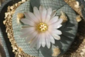 这8种多肉竟然有毒！家里有老人小孩的注意了！