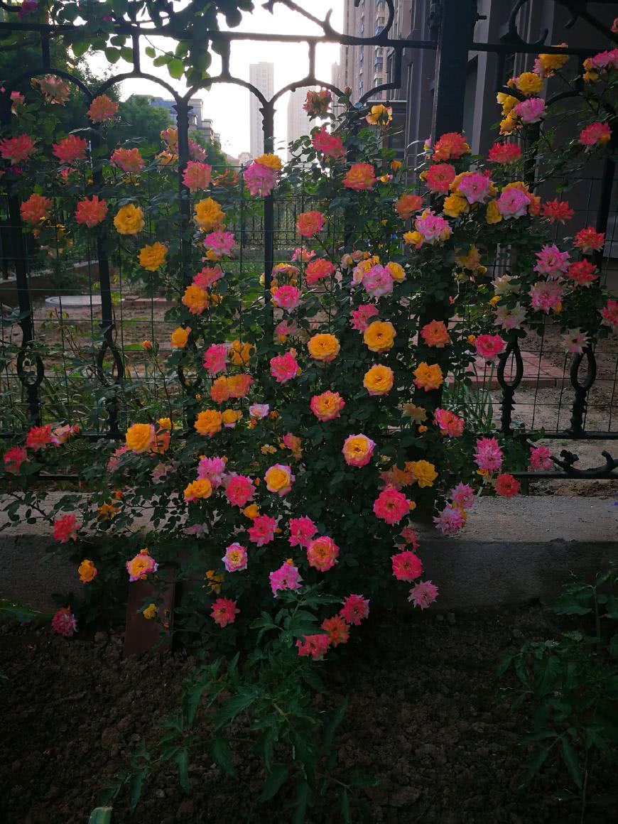 花期最长的藤本植物 一年四季开花 花朵五颜六色 漂亮又好养