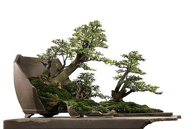 盆景欣赏：你喜欢丛林式盆景吗？犹如一幅美丽的风景画好美