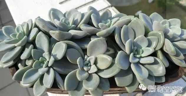 多肉植物如此可爱 新手种植这几种多肉 既便宜又容易成活
