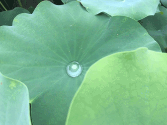 莲花的一个小动作 竟然透露了这么多