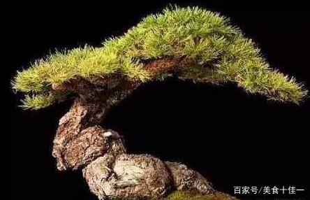 盆景教学：这样养护松树盆景 能够让你的盆景枝繁叶茂