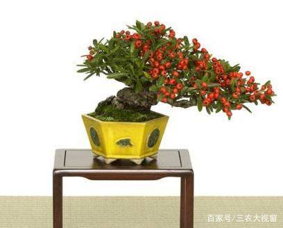 盆景教学:火棘从挖桩到养活 技巧全部教给你