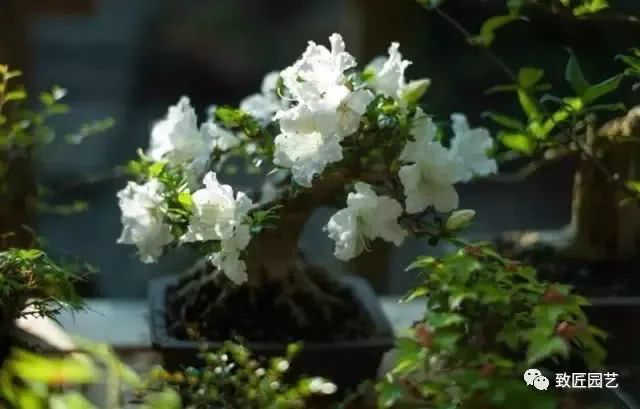 盆花浇水也有度