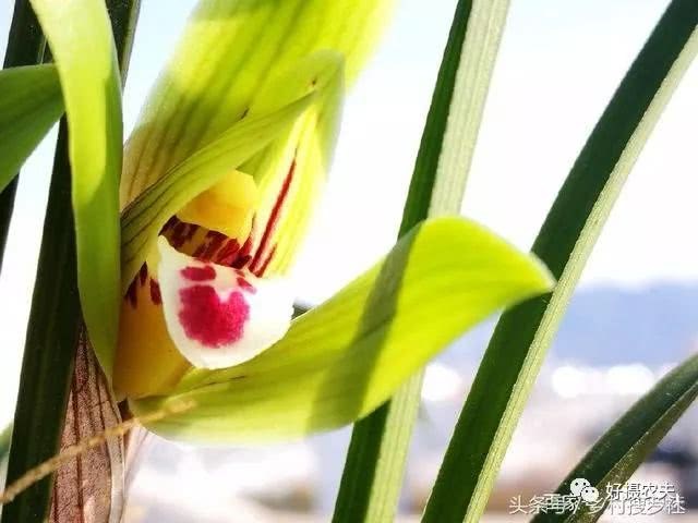 兰花能不能养好 关键在你知道这八点吗?养兰四必须与四不要