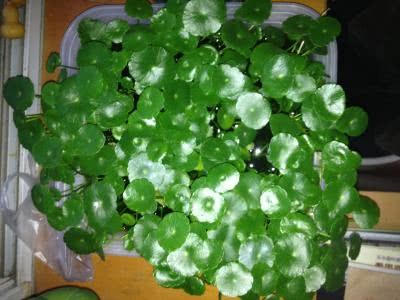 铜钱草土培变水培小方法 简单操作不伤根 叶片绿油油