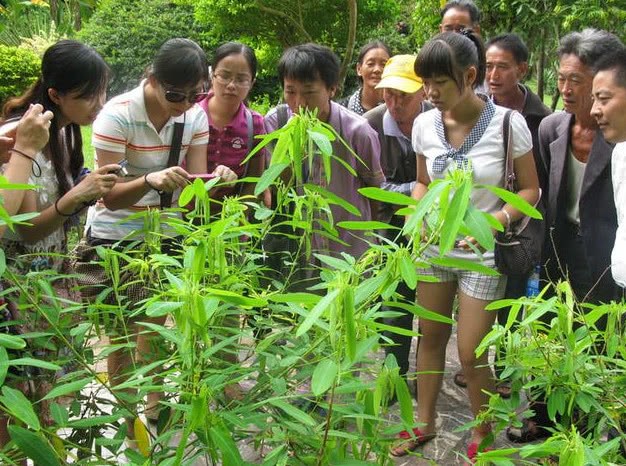 它是一颗会跳舞的草 被人称为植物舞蹈家 如今已经濒危