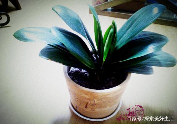 盆景推荐:4种适合卧室放置的盆景 清新空气愉悦身心 带走甲醛
