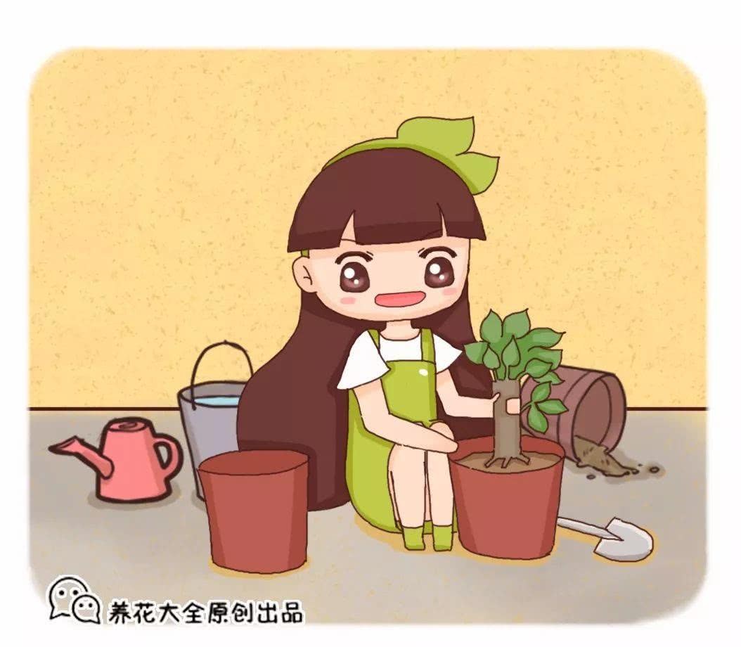 换完盆后容易死？注意这几点 根壮叶又绿