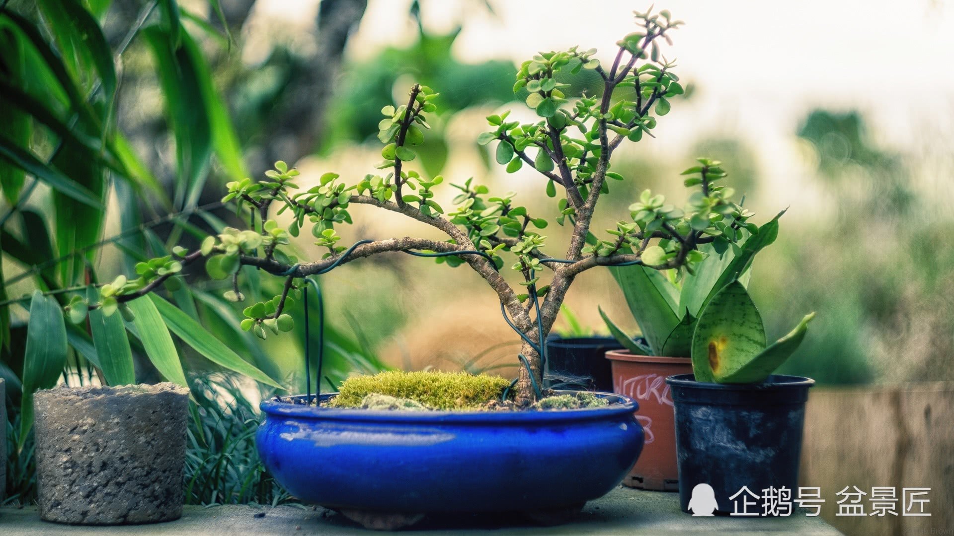 知道如何观赏盆景盆栽吗？掌握这几点你也是大师