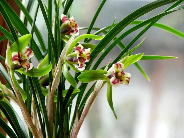 兰花不发芽?学会这几招 芽多又壮 开花像喝水一样容易