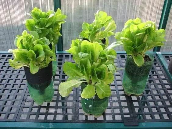 最省地方的种菜方式 几个塑料瓶就把菜种好了 想吃多少种多少