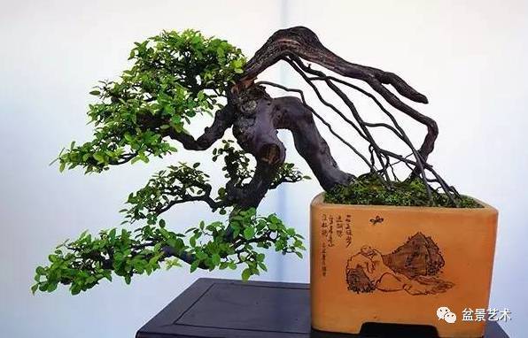 树桩盆景环剥换根法