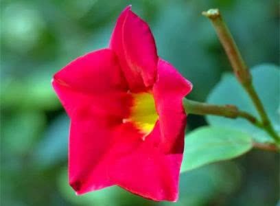 花形似黄蝉——红蝉花