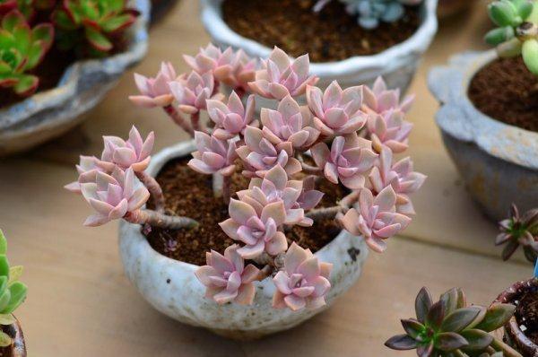 辛苦盆栽的多肉植物 被家人吃光了 是什么感受？