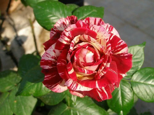 此花卉漂亮 花美色艳 花香怡人 花期长花量大 是阳台盆栽佳品