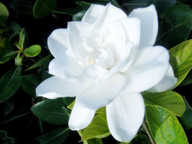 20年的栀子花保持花开满枝 赶紧学学如何做到的