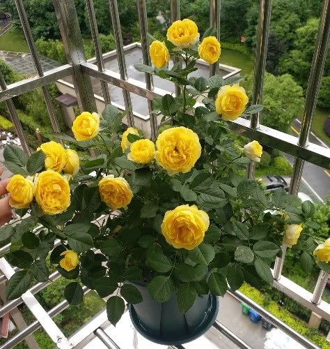 此花卉漂亮 灵气十足 四季开花 花量巨大 好养 阳台盆栽佳品