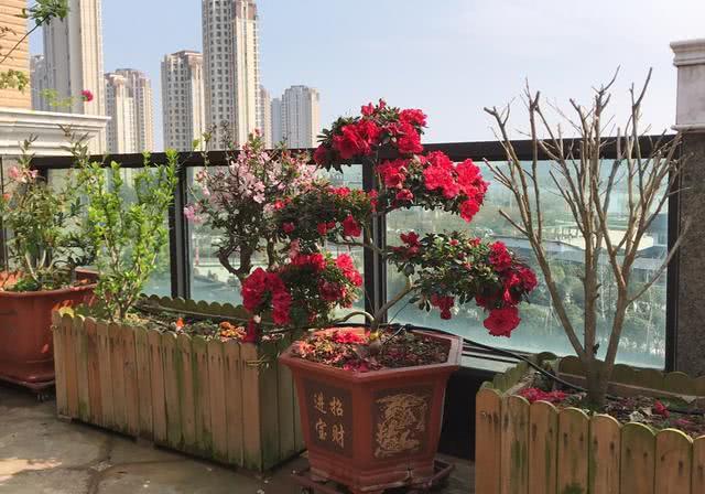大热天浇花真要命 我的楼顶花园它自动会补水
