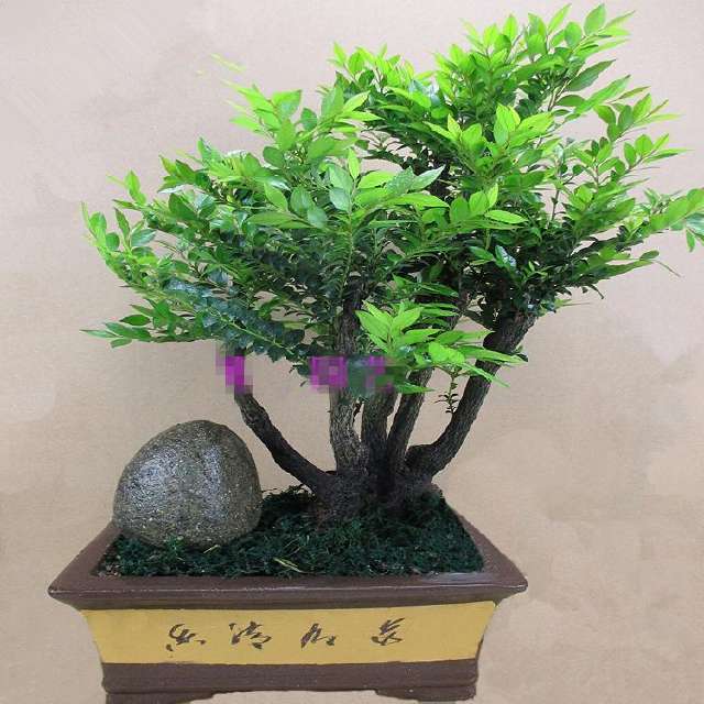 家有孕妇小孩别再用有毒的蚊香了 家里种上这种盆栽 养生又驱蚊