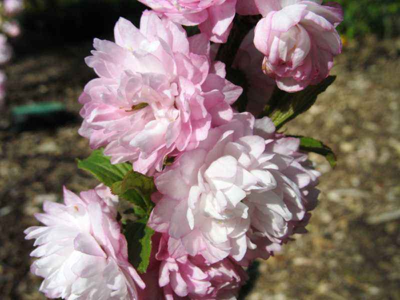 花瓣多重繁目——麦李