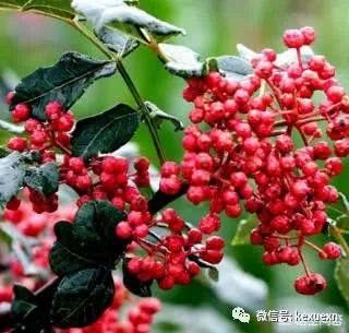 花椒在家也能种 家里种上一棵花椒树 再也不用买花椒