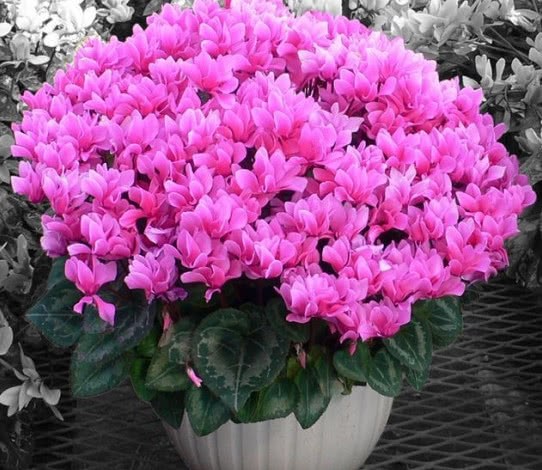 这种花卉非常适合养植在室内 开花的时候 花香四溢