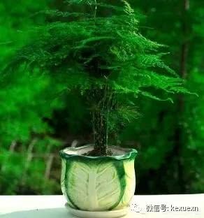 文竹叶子总是枯黄 原因在这里 学习一下如何种好文竹