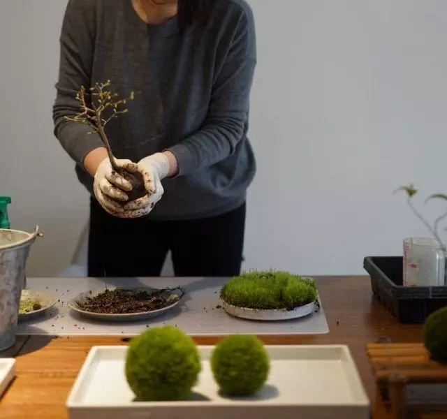 碗底朝天 青苔在上 叹服这青苔盆景玩得够任性