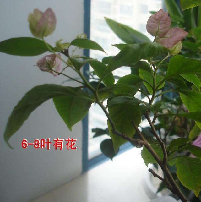 三角梅整枝的探讨 明白整枝的目的是什么 三角梅开花不是问题