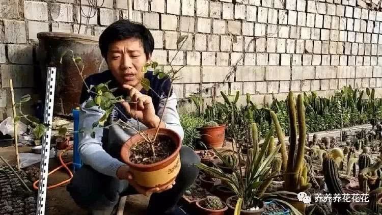 茉莉黄叶不开花 狠狠剪一刀 呼呼冒花芽 猛开花