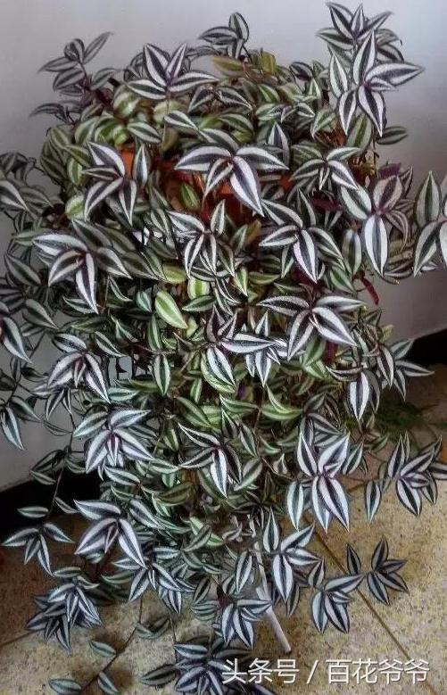 这3种花养成瀑布 比绿萝还好看
