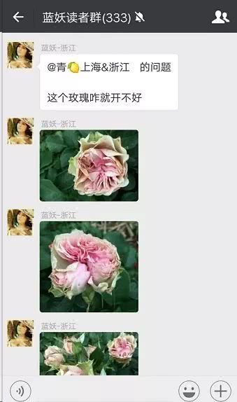 月季花苞一直打不开 原因在这