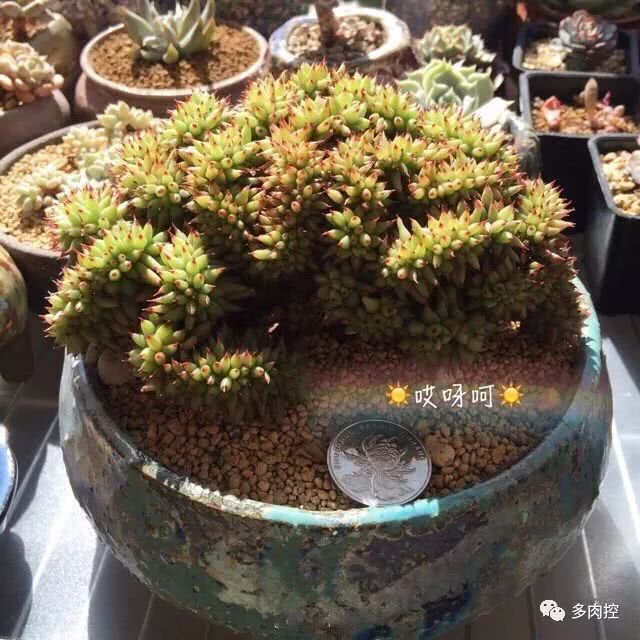 万万想不到 养不好肉是因为盆、土不合适