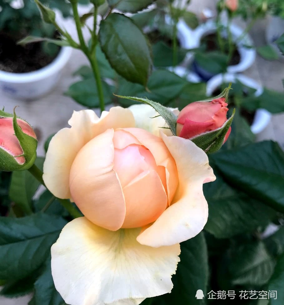 王小姐养的月季花栀子花 每月开花2次 原来这些东西最合它们的胃口