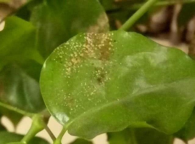 夏天介壳虫高发期 什么原因 怎么办