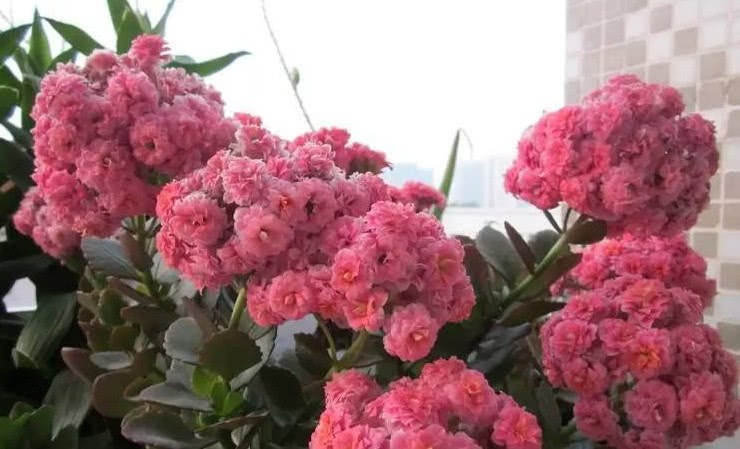 这种花在夏天浇水不要太勤 越浇水死的越快 快看看你中招没?