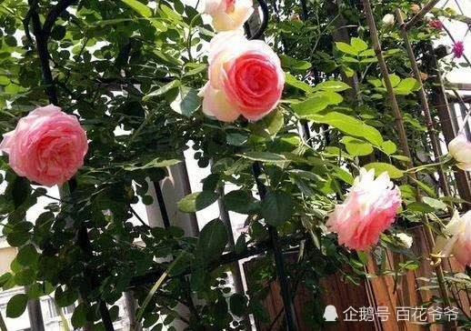 给花浇水时加点它 叶子油绿开花猛 10年不黄叶