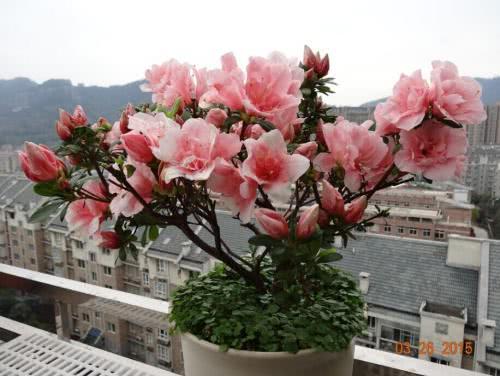 家养的花特招虫？自制3种杀虫剂 杀虫效果一级棒 纯天然无污染