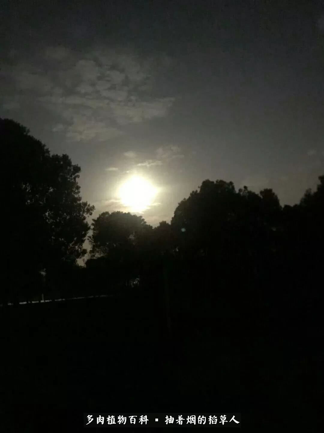 不忘初心 在多肉梦想开始的地方