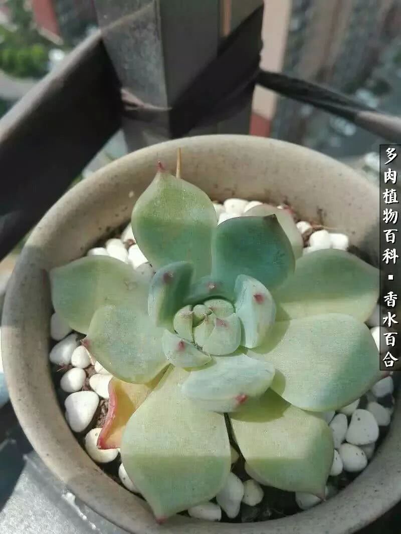 生活不仅仅是工作 还有多肉的陪伴