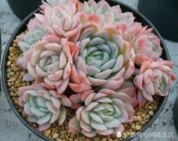 9种不仅颜值高 还自带香味的多肉植物 第8种很常见但你没注意