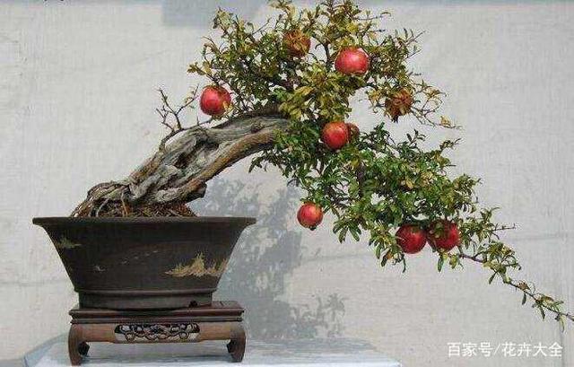 石榴盆景折弯造型后生长慢吗？