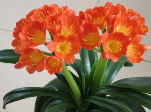君子兰中加点它 叶片肥厚 花团锦簇 分分钟爆盆给你看