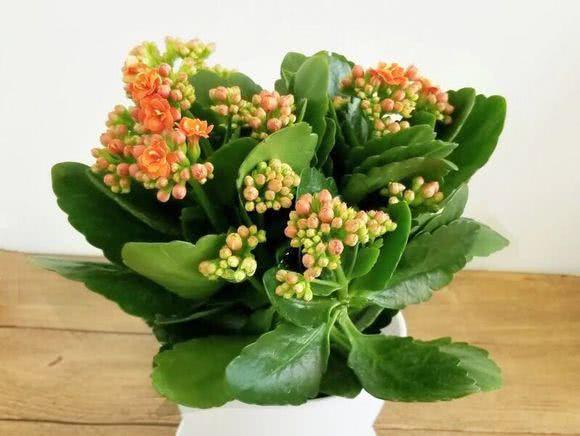 长寿花开败了 这样剪两刀 一年能开好几次